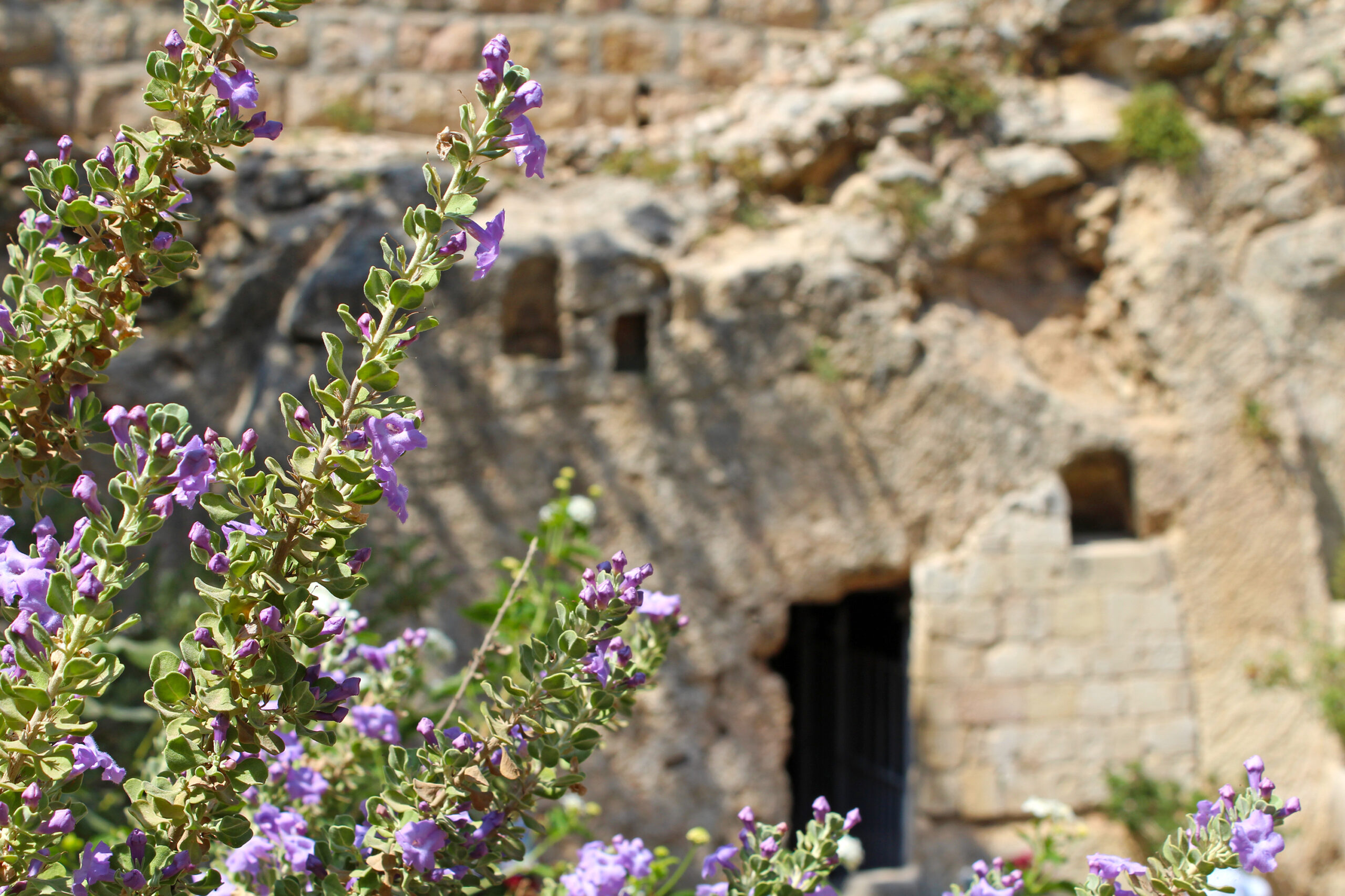 The Comfort of the Resurrection