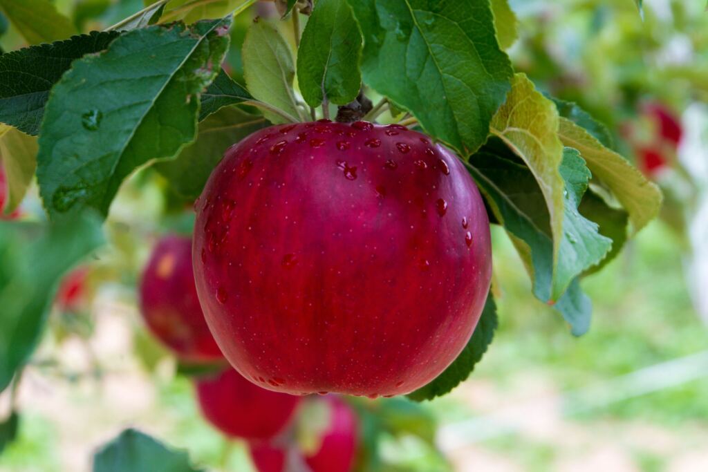 Fruit