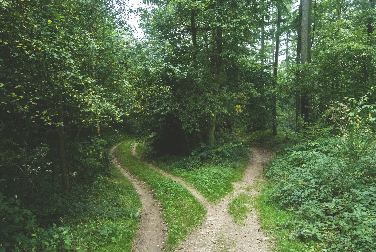 Two roads diverging between rows of trees